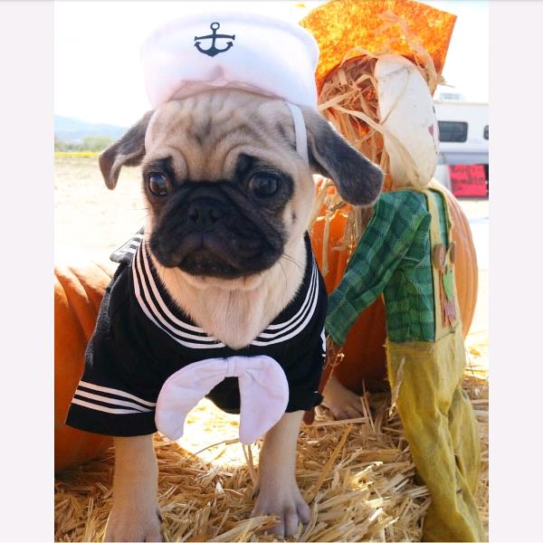 /Images/uploads/PUG NATION RESCUE OF LOS ANGELES/pugnationcalendar/entries/2475thumb.jpg